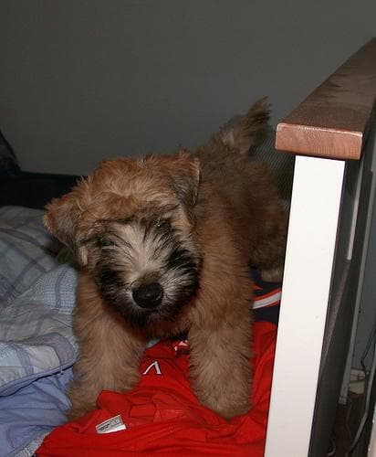 Terrier Wheaten dog