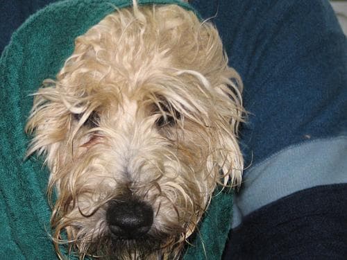 Terrier Wheaten dog