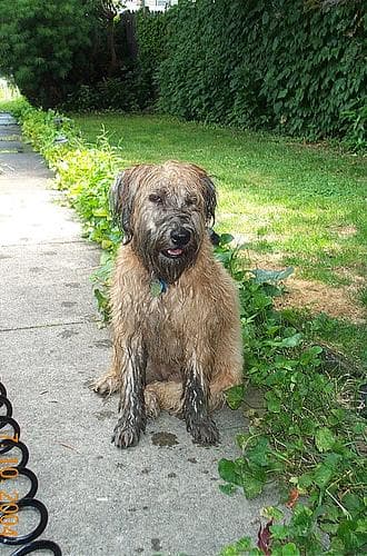 Terrier Wheaten