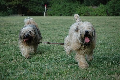 Terrier Wheaten dog