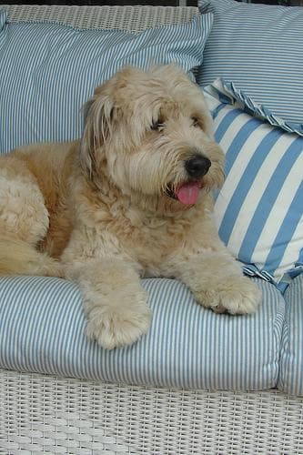 Terrier Wheaten dog