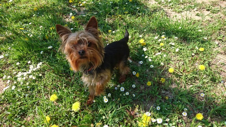 Terrier Yorkshire dog