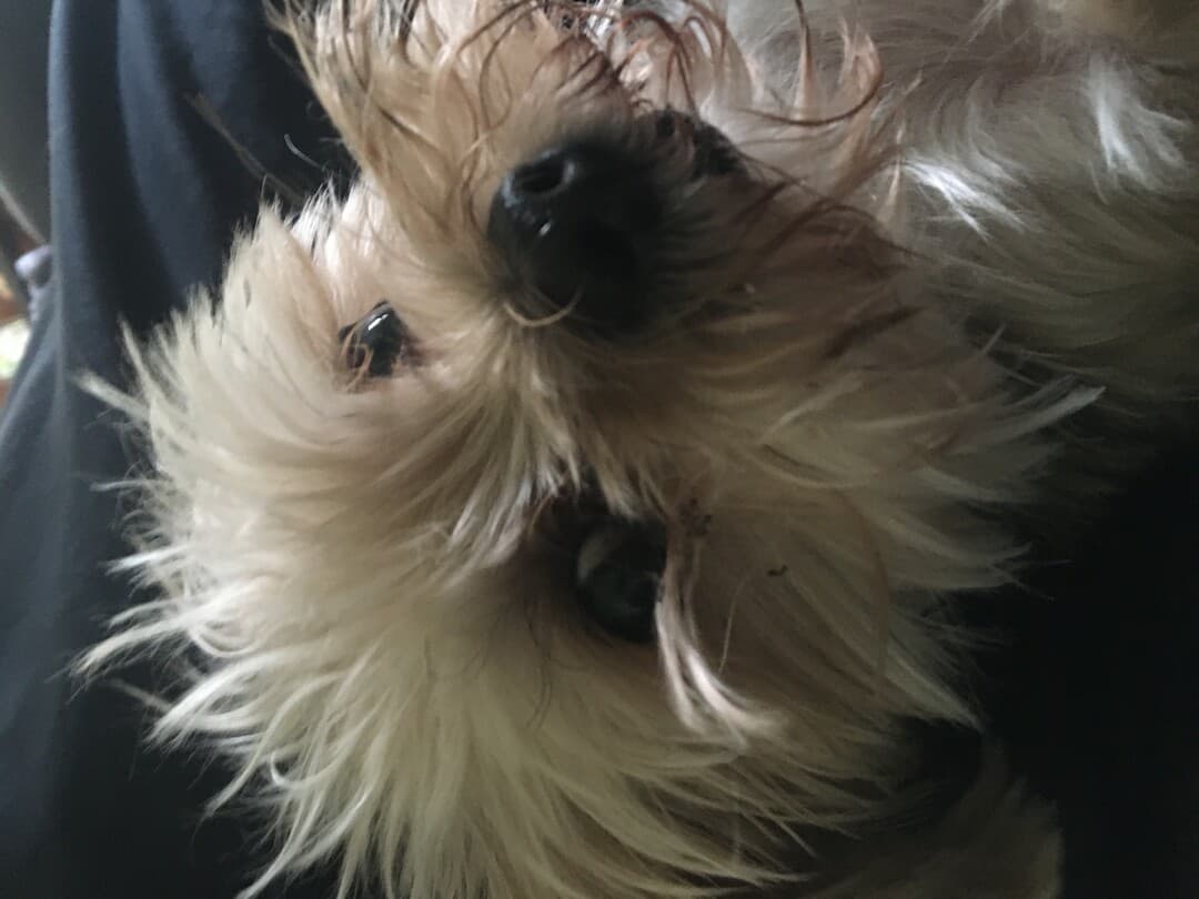 Terrier Yorkshire dog