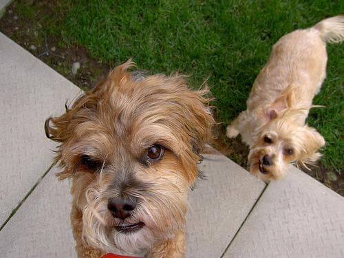 Terrier Yorkshire dog