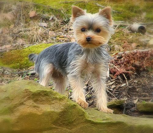 Terrier Yorkshire