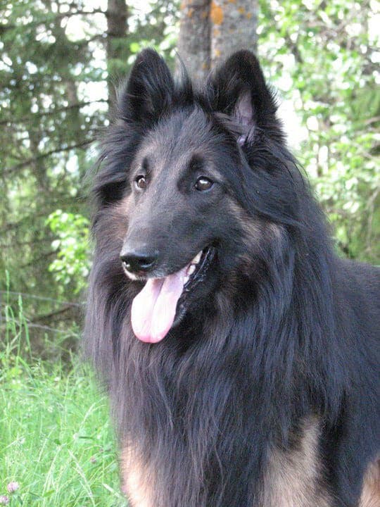 Tervuren dog