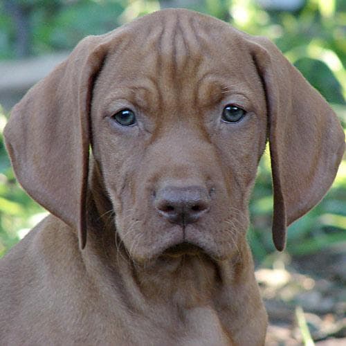 Vizsla dog