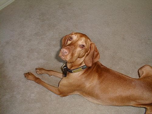 Vizsla dog