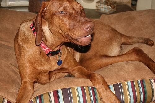 Vizsla dog