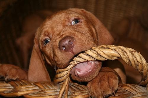 Vizsla