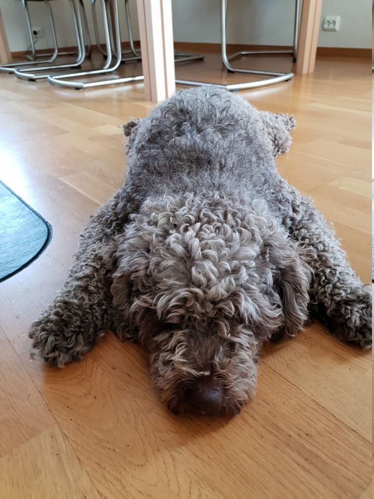 Waterdog Spanish dog
