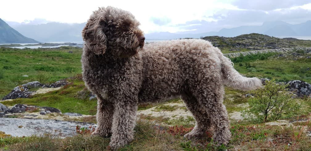 Waterdog Spanish