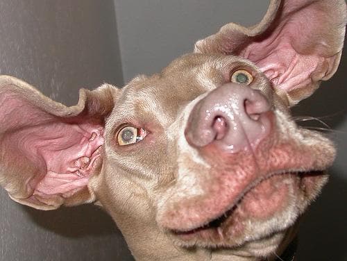 Weimaraner dog
