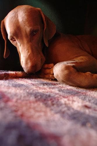 Weimaraner dog