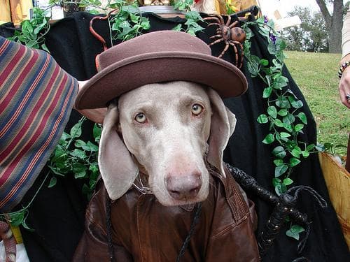 Weimaraner
