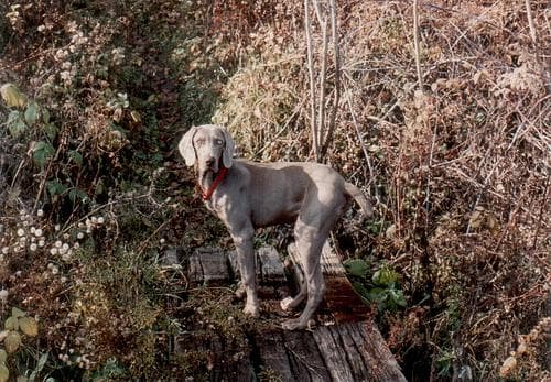Weimaraner dog
