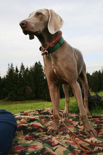 Weimaraner