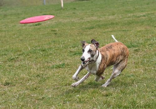 Whippet dog