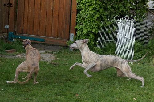 Whippet dog
