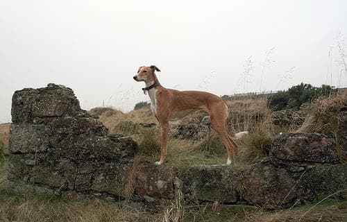 Whippet dog