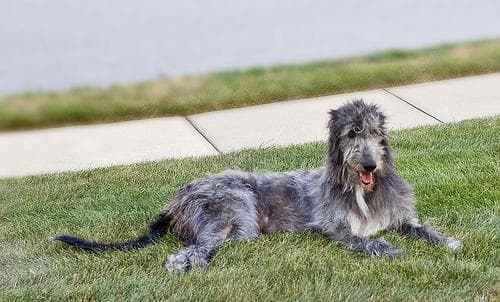 Wolfhound Irish dog