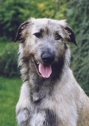 Wolfhound dog