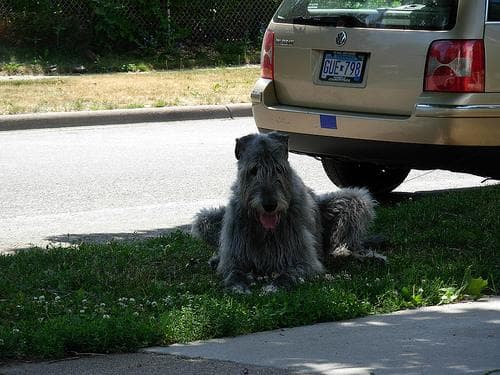 Wolfhound Irish dog