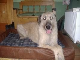 Wolfhound Irish