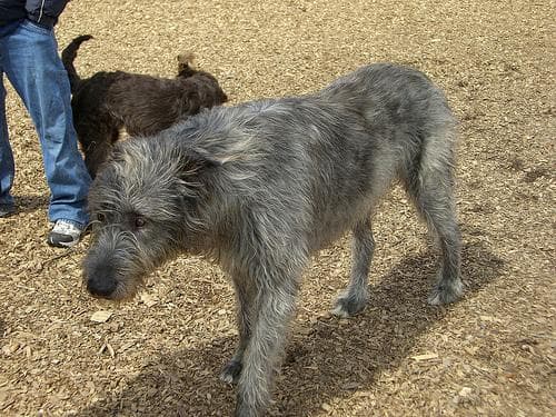 Wolfhound Irish dog