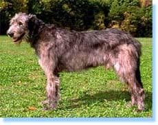 Wolfhound dog