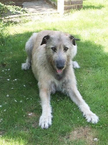 Wolfhound
