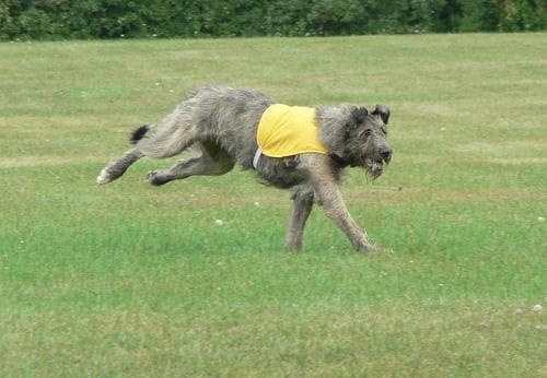 Wolfhound Irish