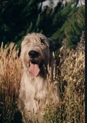 Wolfhound