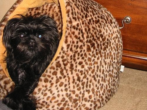 Affenpinscher