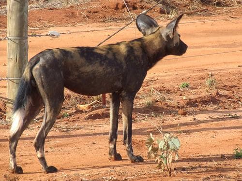 African Wild dog