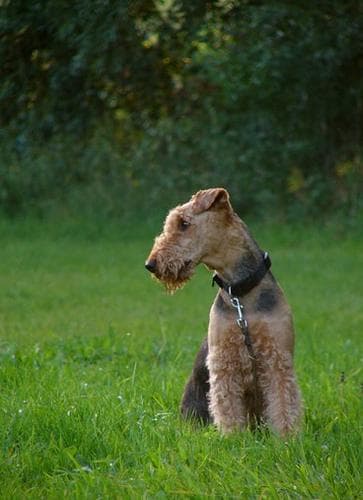 Airedale dog