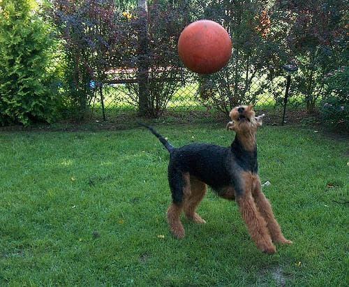 Airedale