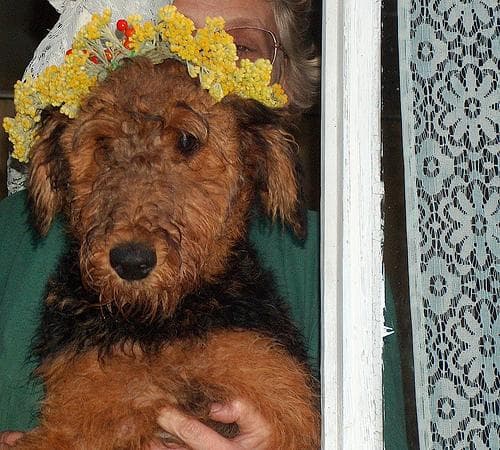 Airedale dog