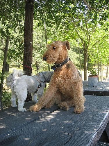 Airedale