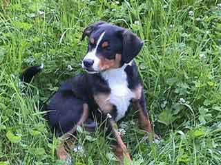 Appenzeller dog