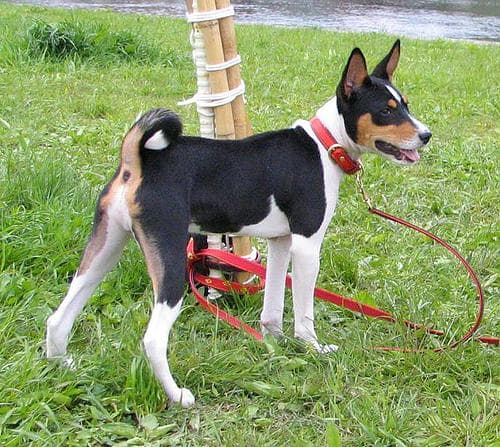 Basenji dog