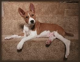 Basenji