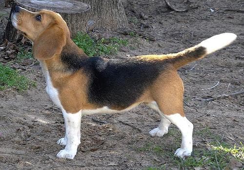 Beagle