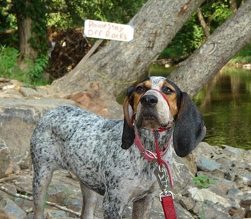Bluetick