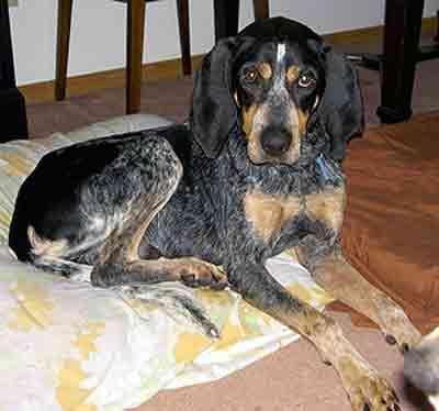Bluetick dog