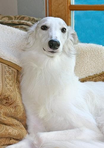 Borzoi dog