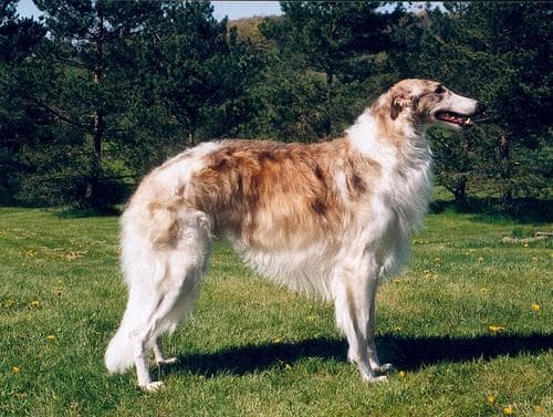Borzoi