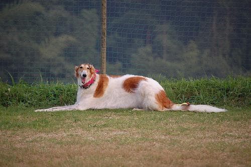 Borzoi