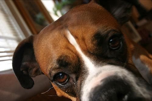 Boxer dog