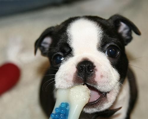 Bulldog Boston